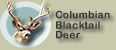Columbian Blacktail Hunts